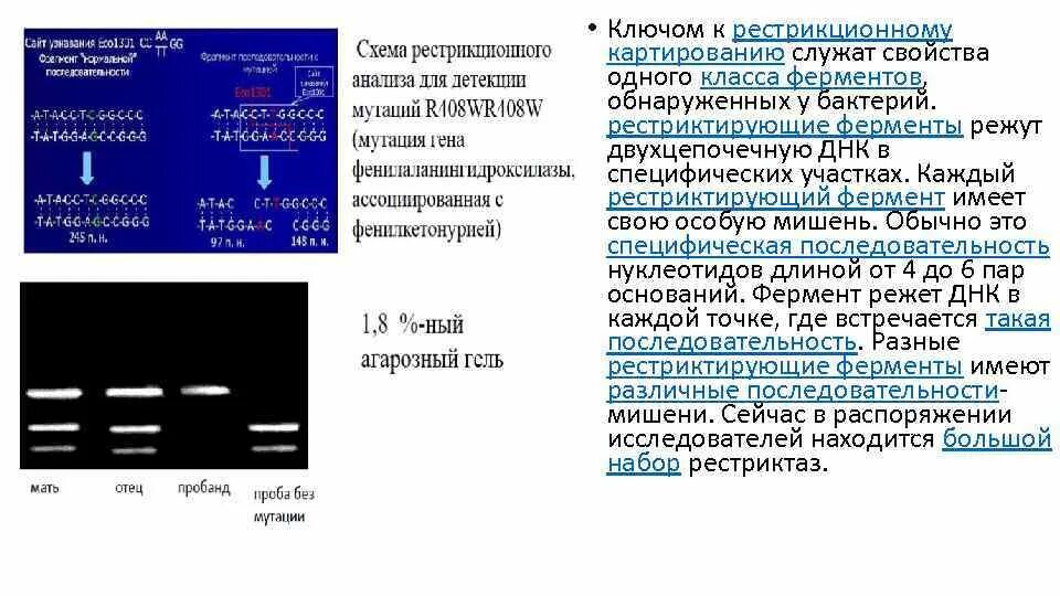 Определяется последовательностью нуклеотидов в гене. Определяется последовательностью нуклеотидов в гене