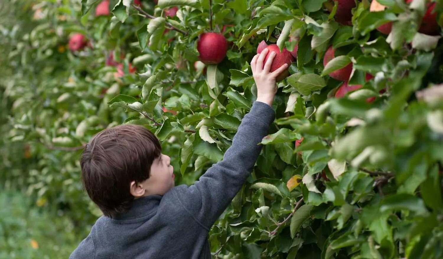 Taking fruit