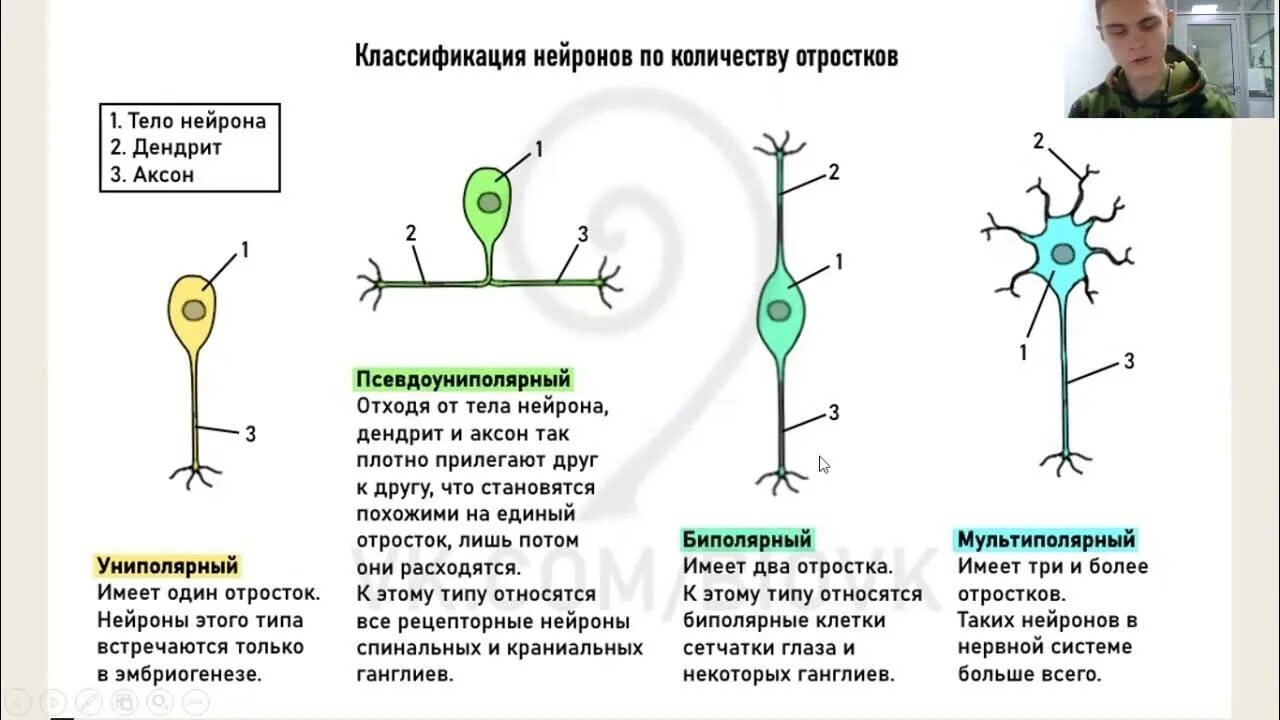 Распределите по группам характеристики отростков нервной клетки. Классификация нейронов по количеству отростков. Классификация отростков нейрона. Классификация нейронов по количеству ОТР. Типы нейронов по количеству отростков и их функции.