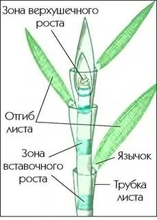 Вставочный рост характерен для