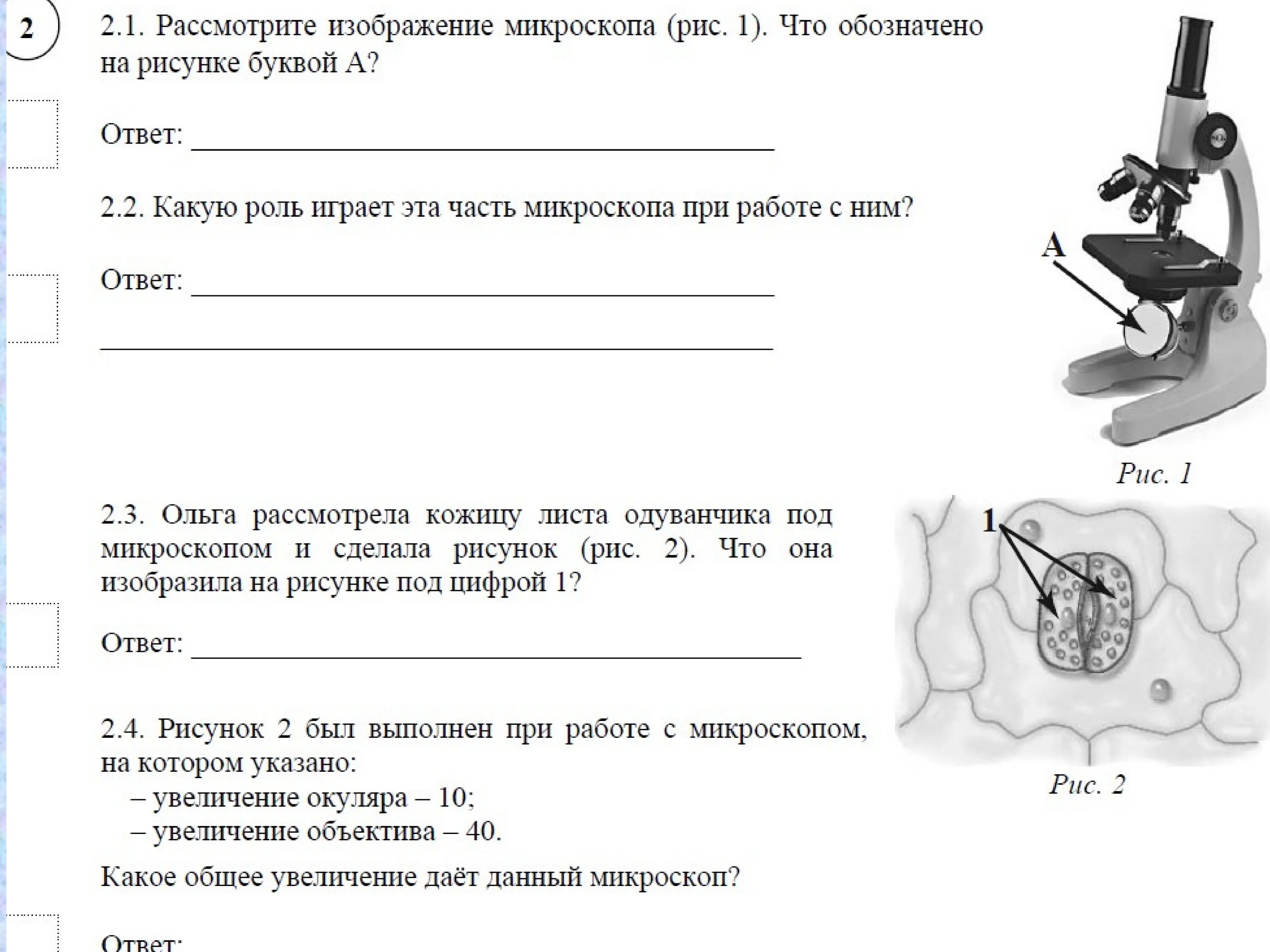 Кактусовый сыч впр 5 класс биология ответы. Рассмотрите кожицу листа одуванчика под микроскопом. Кожица листа одуванчика под микроскопом. Рассмотрите рисунок микроскопа. Строение микроскопа под буквой б.