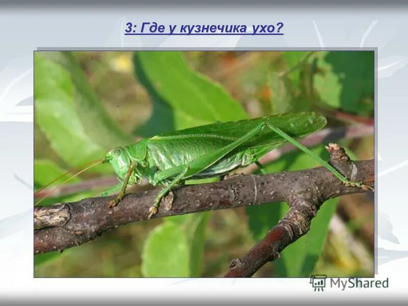 у кузнечика уши на ногах. уши у кузнечика. органы слуха у кузнечика расположены. уши у кузнечика. орган слуха у кузнечика.