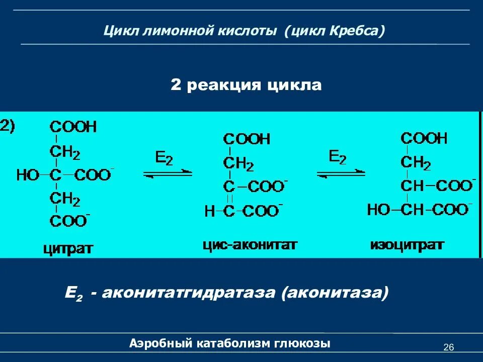 Цикл кребса реакции. Ключевые реакции цикла лимонной кислоты. 6 реакция цикла кребса. цикл реакция цикла кребса. 2 реакция цикла кребса.