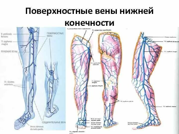 Икроножные вены голени анатомия. Вена нижней конечности анатомия. Подкожные вены голени анатомия. Вены нижних конечностей анатомия схема.