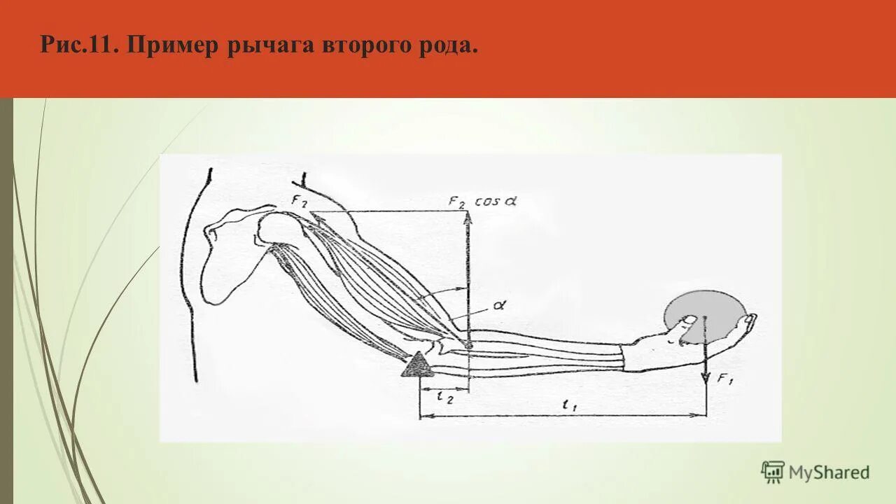 Что называют рычагом приведите примеры рычагов. Рычаг второго рода примеры. Рычаг 1 рода. Рычаг 2 типа. Рычаг 1 рода примеры.