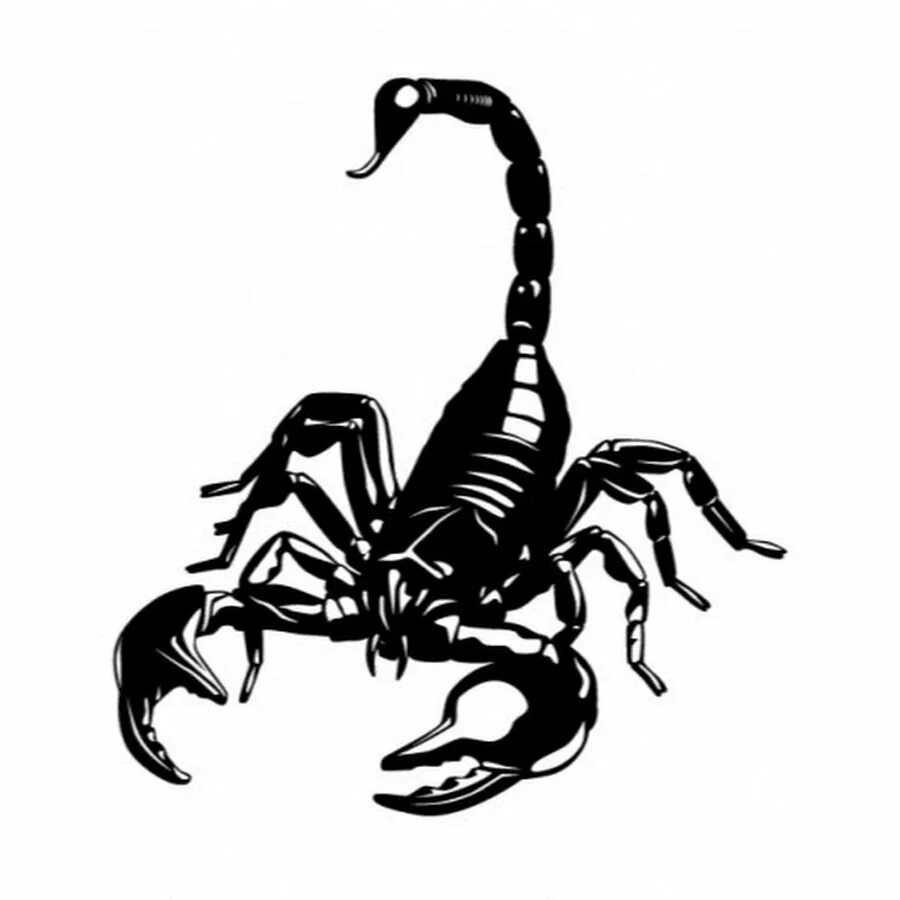 Scorpion white. Белый Скорпион на черном фоне. Скорпион на прозрачном фоне. Скелет скорпиона. Скорпион вектор.