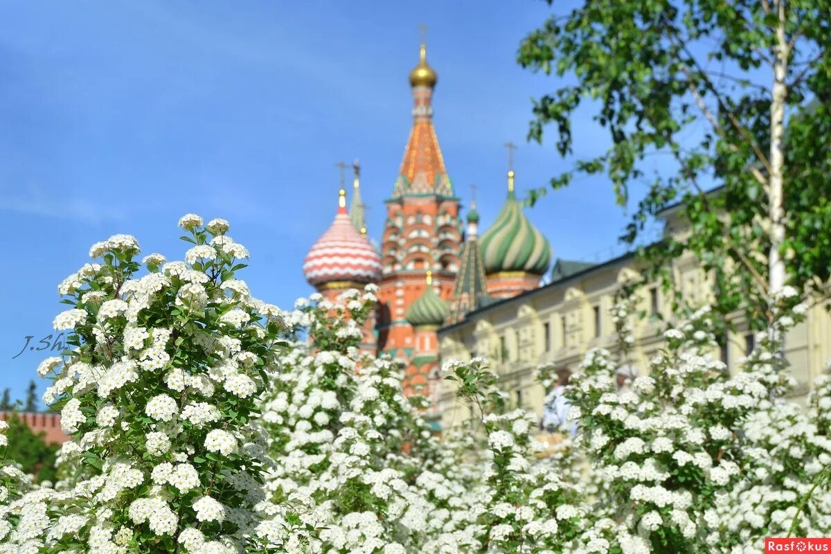 Парк Зарядье цветники. Москва Кремль сирень. Москва весной. Цветы в саду май