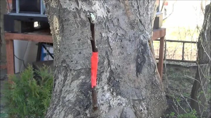 Прививка старой яблони. Омолаживание старой яблони весной прививкой. Омоложение старой привитой яблони. Омоложение старой яблони научное обоснование. Капитальное омоложение старой груши.