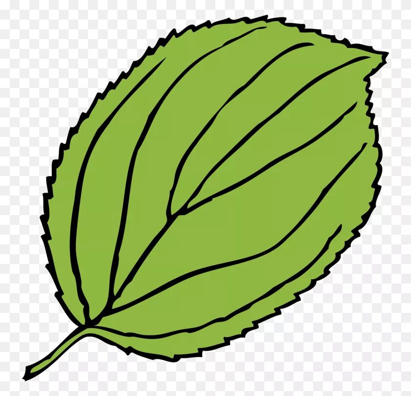 Лист березы на белом фоне. Рисунки листьев яблони. Рисунки листьев яблони. Яблочко с листочком. Листик яблони.