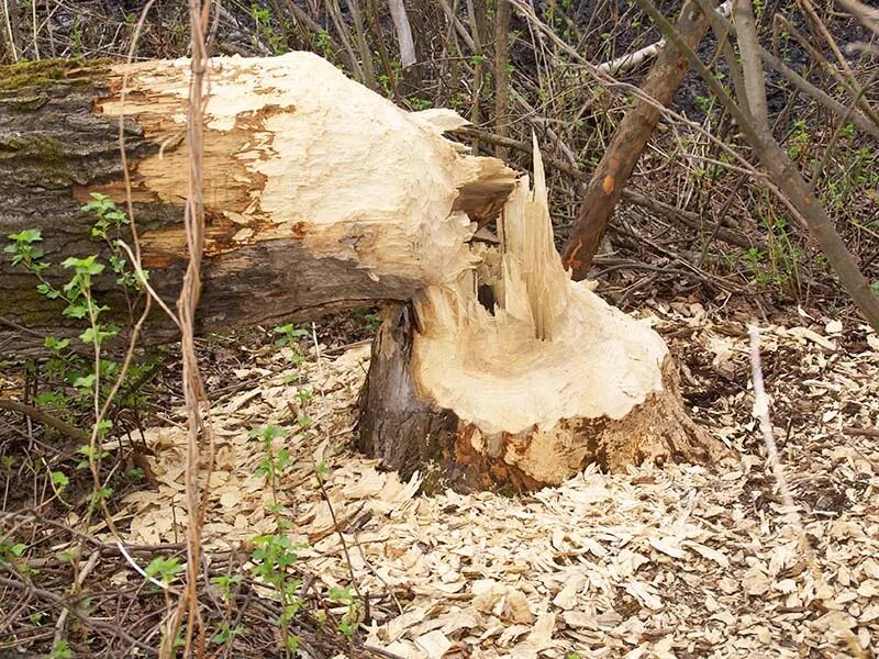 Сон спиленное дерево. Деревья спиленные бобрами. Разрубленное дерево. Срубленные пни.