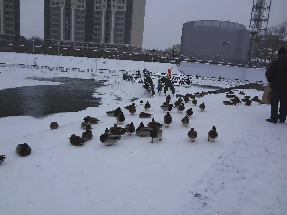 Царицыно утки зимой. Утки зимой в Москве. Люди кормят уток зимой. Утки в Казани зимой. Чем кормить уток на пруду весной