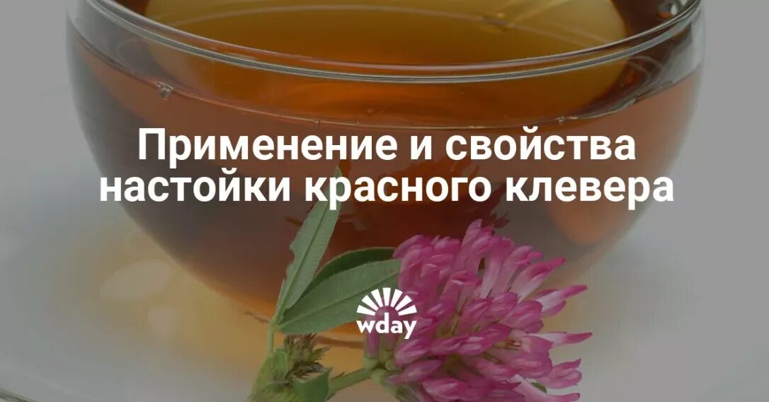 Рецепт настойки клевера. Настой из красного клевера. настойка из красного клевера. настойка красного клевера для чистки сосудов. красный клевер настойка для очищения сосудов.