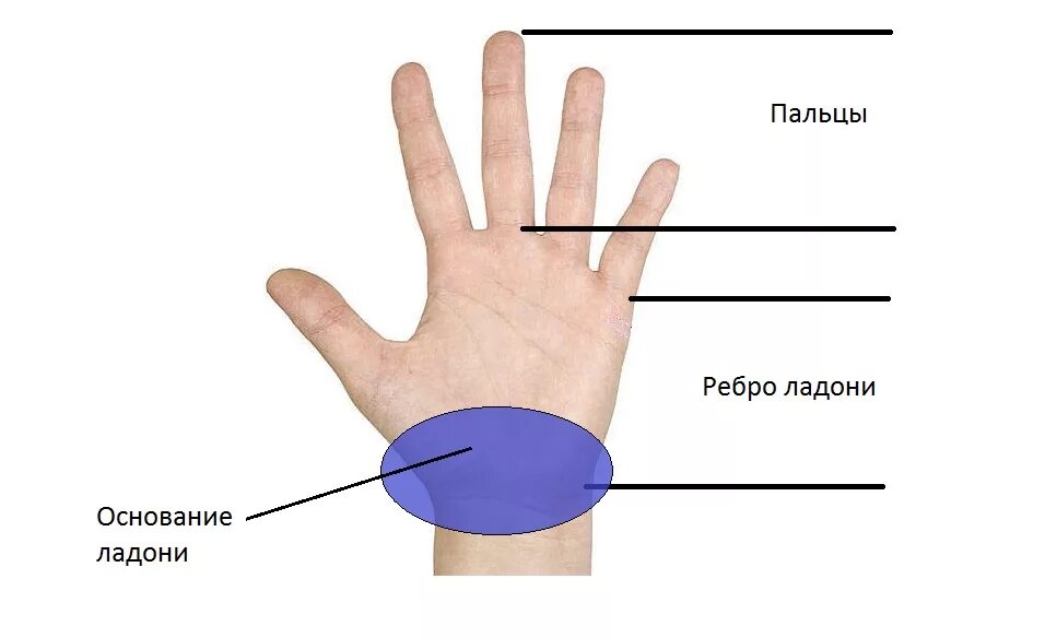 Ответ ладонь. Ребро ладони. Ребро ладони это где.