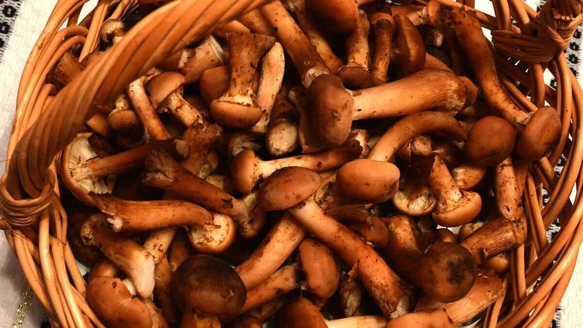 Сколько можно хранить свежие опята. Вареные грибы опята. вареные опята. опята намеко. опята переростки вареные.