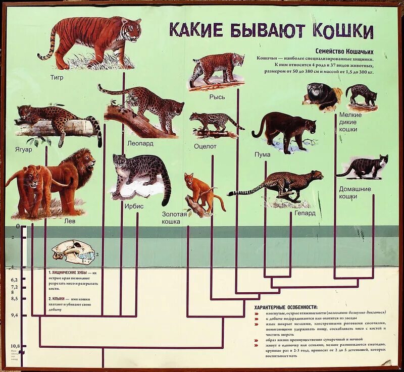 Дикие кошки список. Семейство кошачьих классификация. Кошачьи семейство отряда хищных. Семейство кошачьих систематика. Семейство кошачьих представители Дикие хищники.