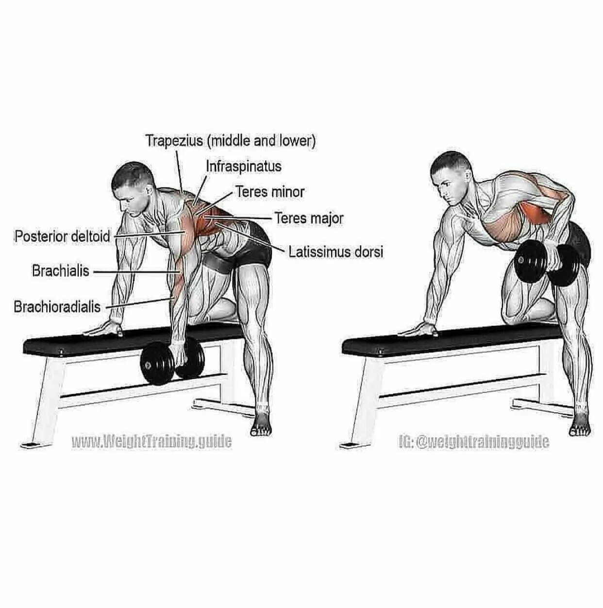 Штанга поясница. Как прокачать широчайшие мышцы гантелями. Упражнения для накачивания мышц спины. Тренировка для прокачки спины. Прокачка мышц спины.