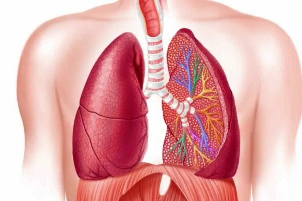 Дыхательная система диафрагма. Заболевания органов дыхания. Легкие человека для детей.