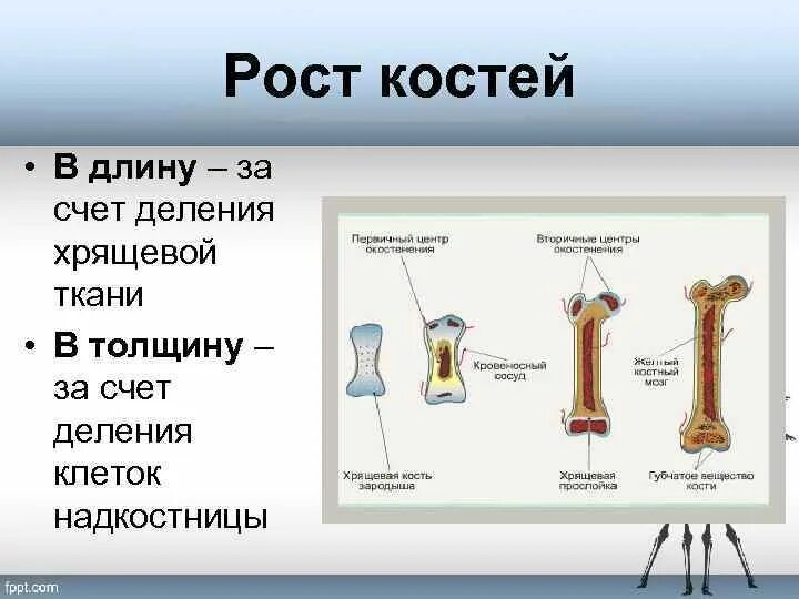 Скелет состоит из хрящевой ткани. Рост костей в длину и толщину анатомия. Строение костей рост костей типы соединения. Рост кости человека. Рост кости в длину.