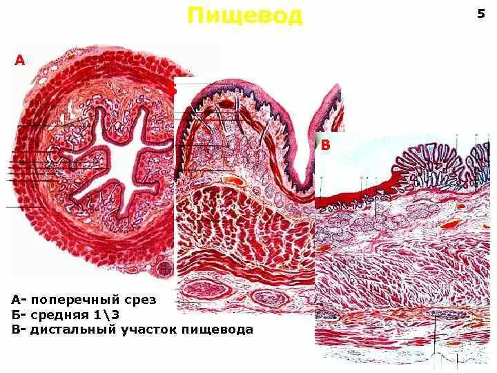 Поперечный срез пищевода. Поперечный разрез пищевода. Поперечный срез пищевода гистология. Поперечный срез желудка.