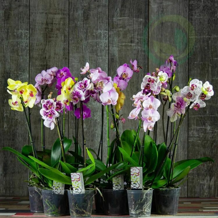 Орхидея купить в туле. Фаленопсис микс. Орхидея фаленопсис микс. Цветы фаленопсис микс. Фаленопсис промо микс d12.
