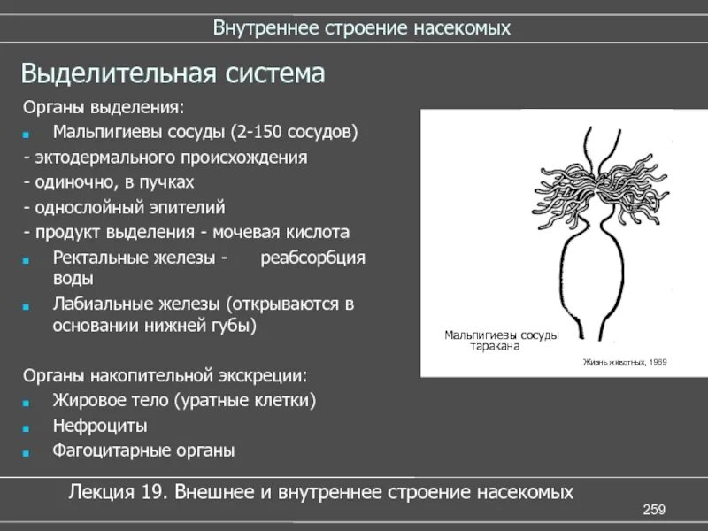 Ректальные железы. Выделительная система насекомых. Строение выделительной системы насекомых. Функции выделительной системы у насекомых. Выделительная система насекрмы.