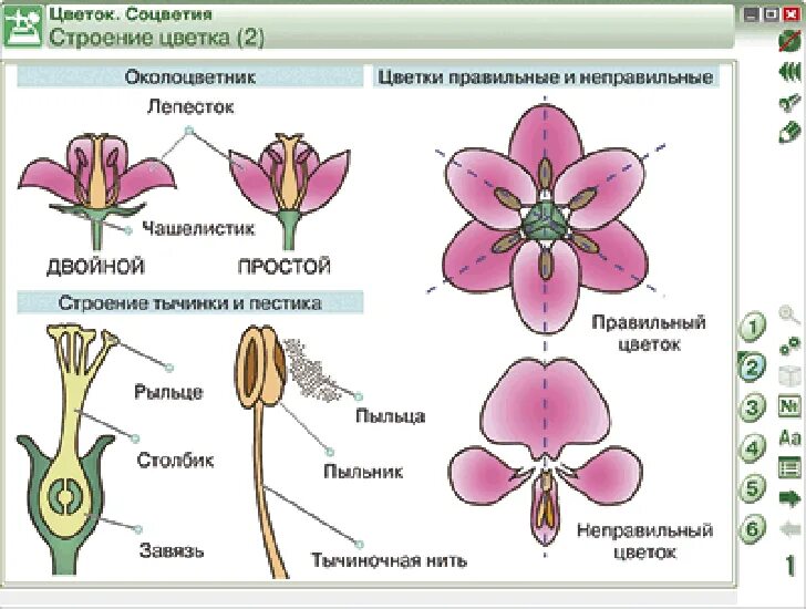 Наглядные пособия по биологии. Строение правильного цветка. Наглядное пособие строение цветка. Правильные и неправильные цветки
