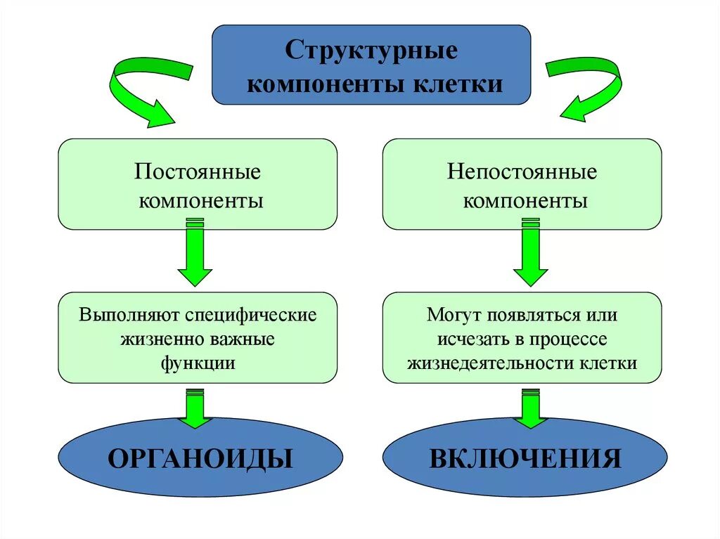 Структуры элементов клеток
