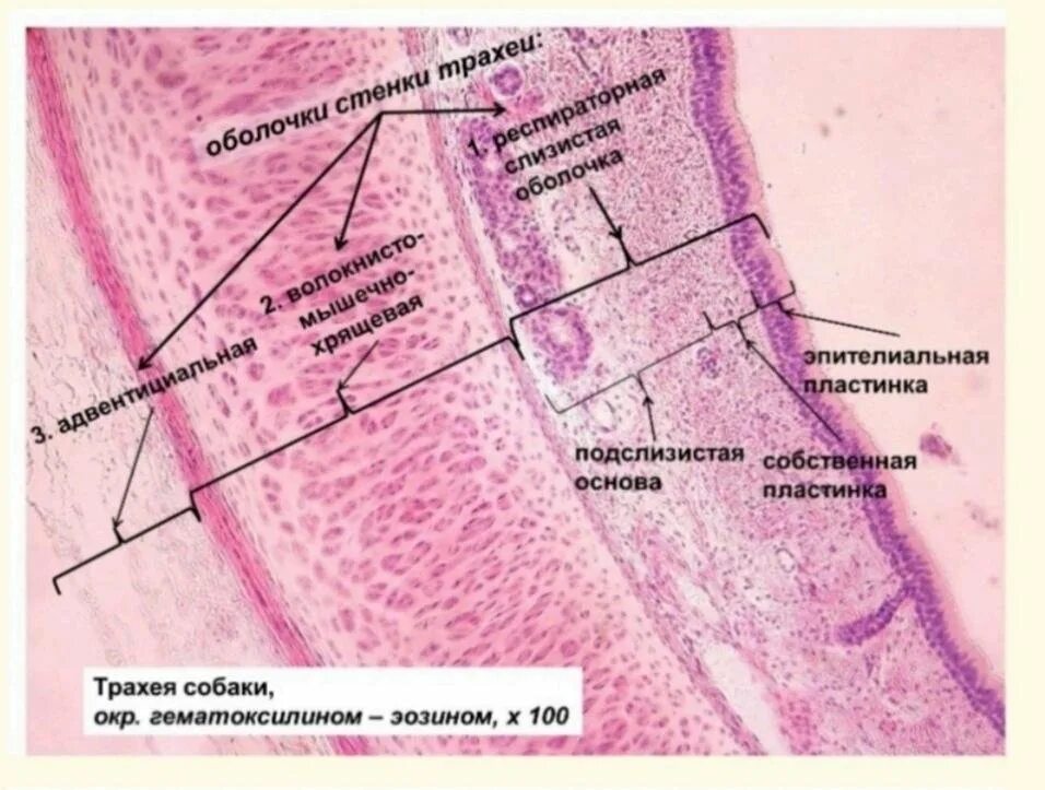 Трахея собаки гистология препарат. Эпителий трахеи гистология. Гематоксилин эозин гистология. Срез трахеи гистология.