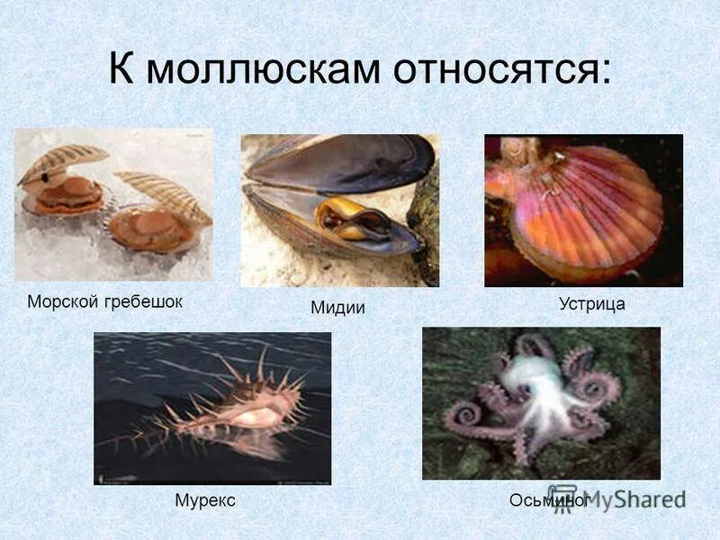 Животные (Часть 39) - Тип Моллюски - YouTube