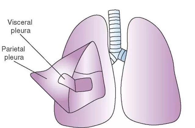 Париетальная плевра строение. Легочная плевра. Плевра pleura. Легочный листок плевры.