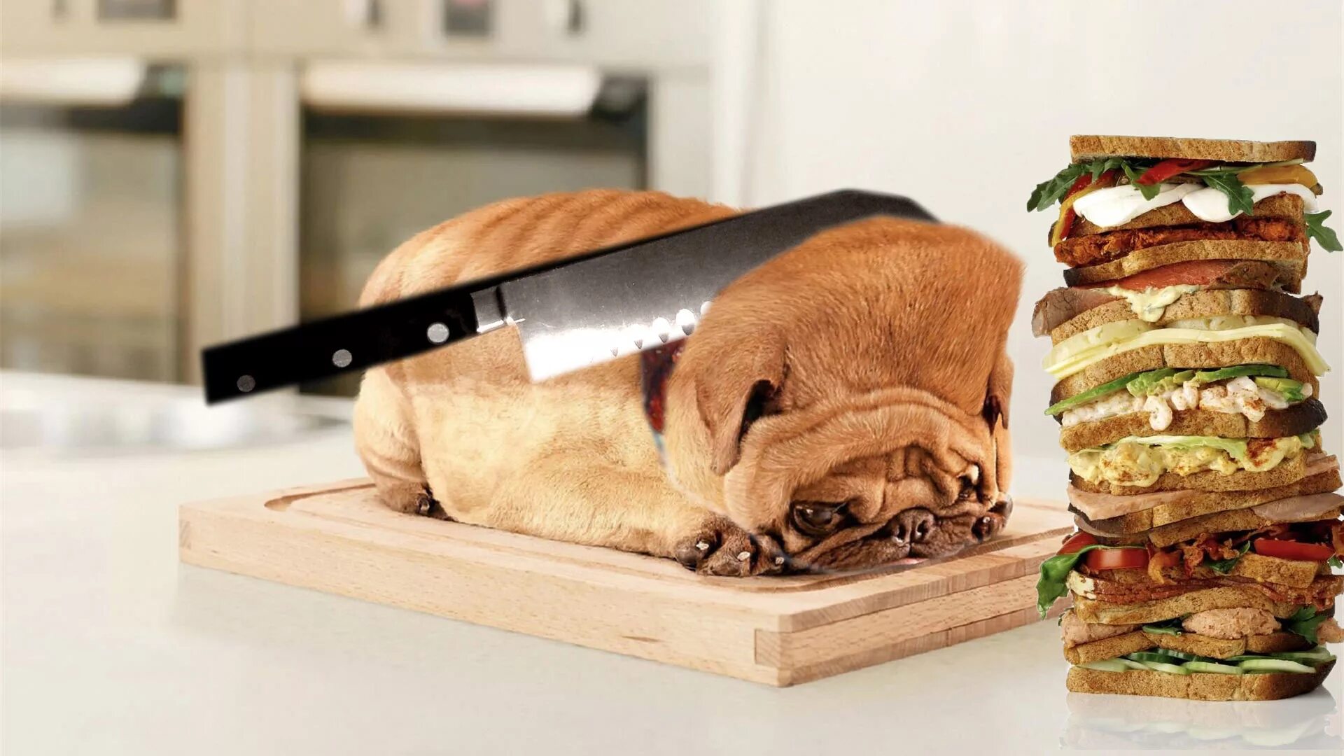 Собака на бутерброде. Доги хлеб. Мопс хлеб. Кот бутерброд. Можно ли собаке давать хлеб