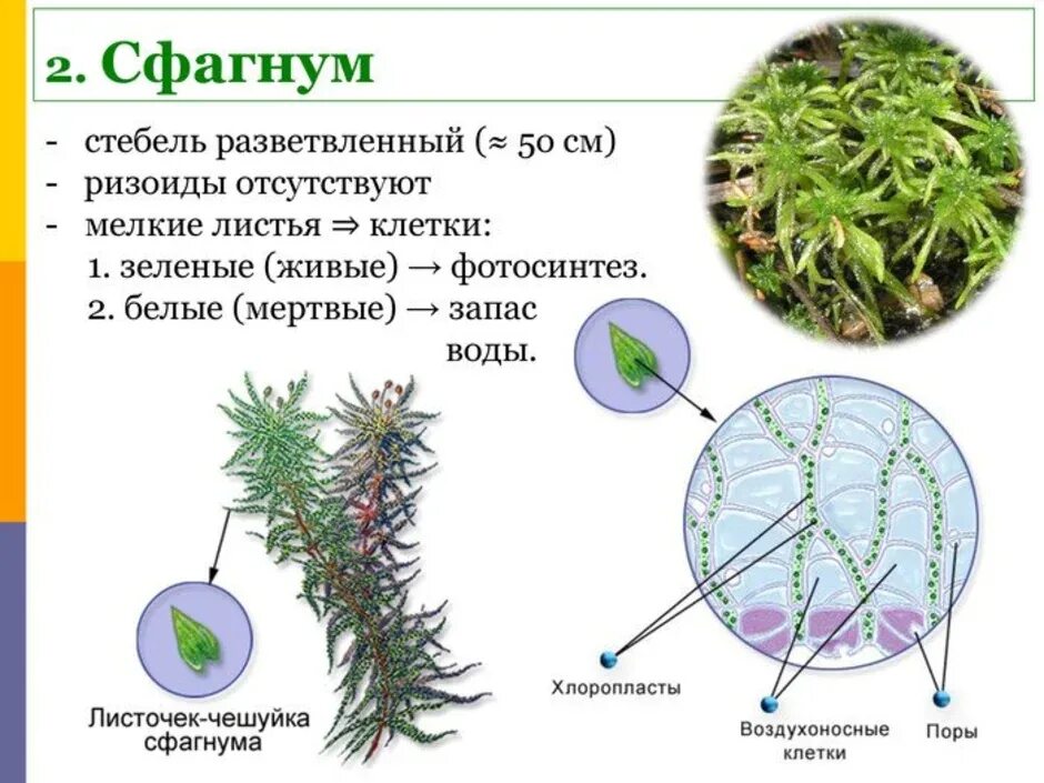 Водоносные клетки в листьях имеет. Строение коробочки сфагнума. Мох сфагнум стебель. Мох сфагнум биология. Клеточная структура листа сфагнума.