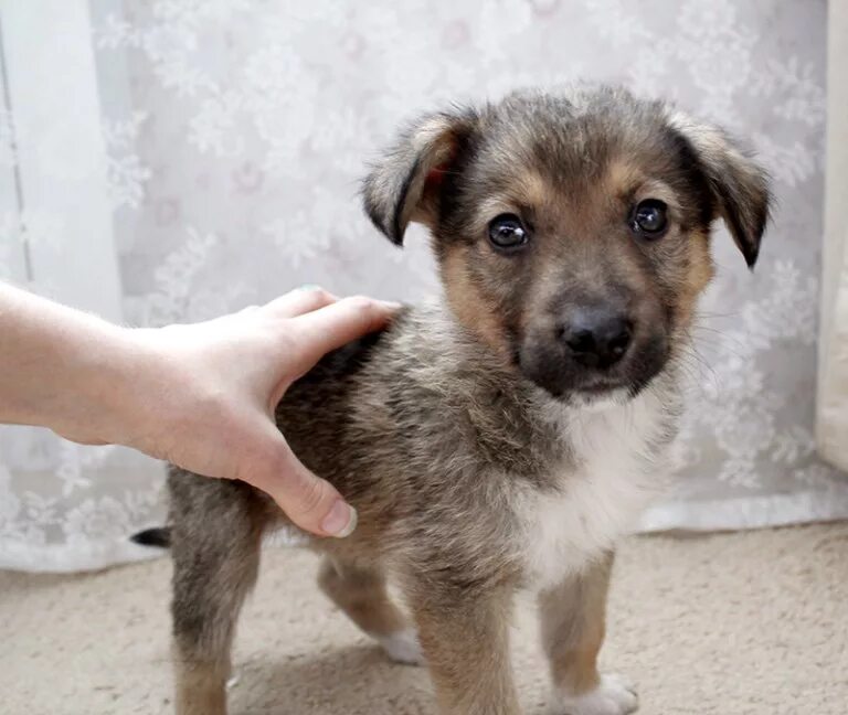 Красивые щенки дворняжки. Домашние дворняги. Пестрая дворняга. Щенков дворняжек мальчиков. Двортерьер маленький.