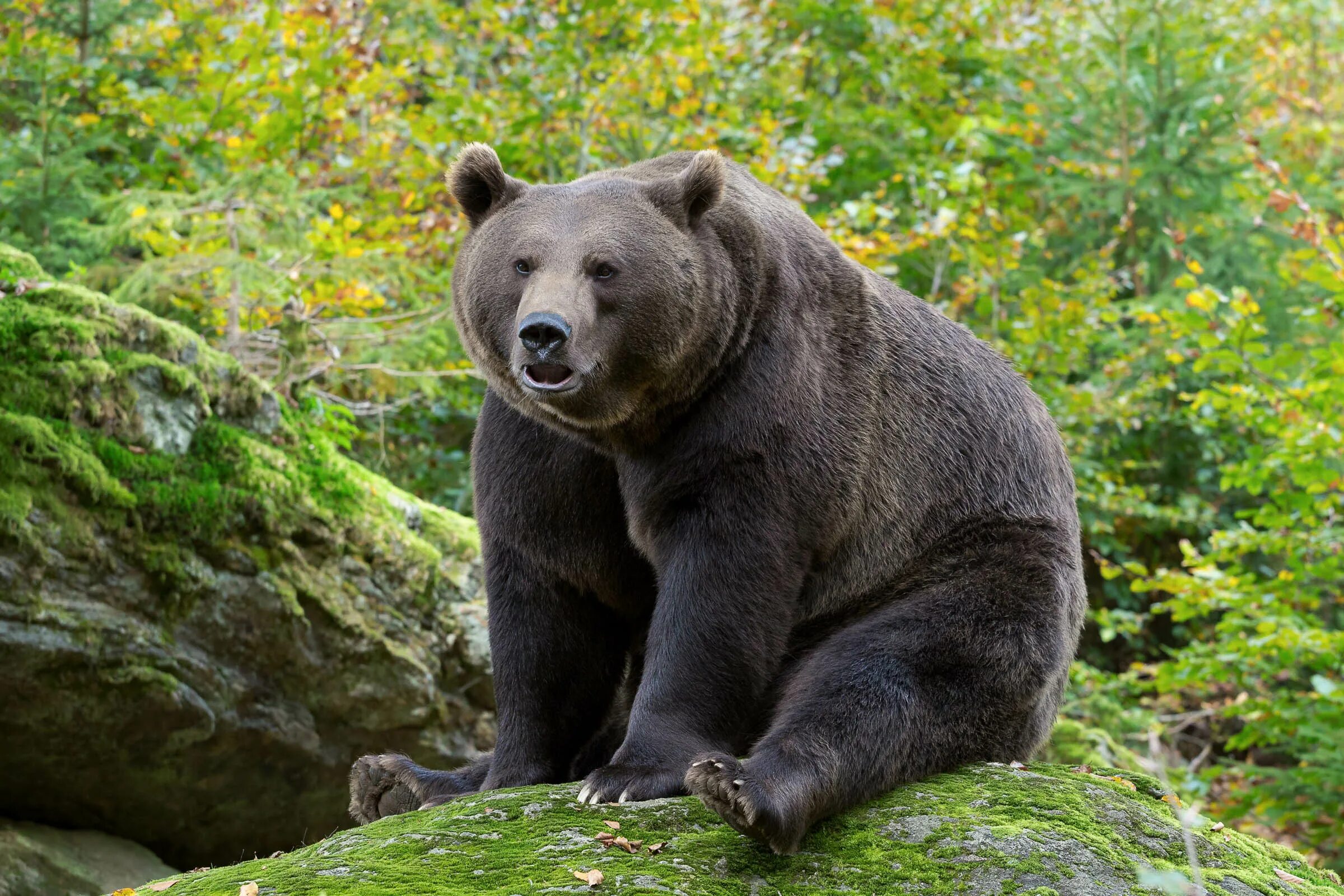 Бурый медведь гризли в северной америке. Гималайский медведь ареал. Bear bred. Северная америка медведь гризли. Гризли североамериканский бурый медведь.