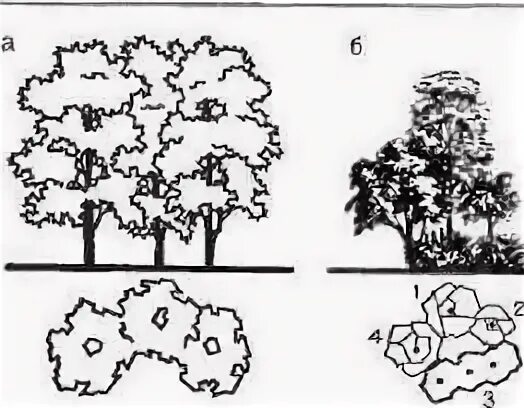 5 группа деревьев. Группа из деревьев и кустарников. Контрастные группы деревьев. Группы деревьев и кустарников схемы. Ландшафтные группы деревьев.