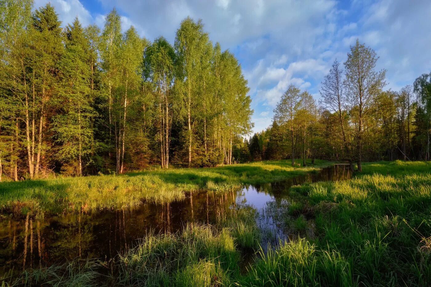природа лес. русская природа. лес. ельники лесная поляна. пейзаж природы лесов.