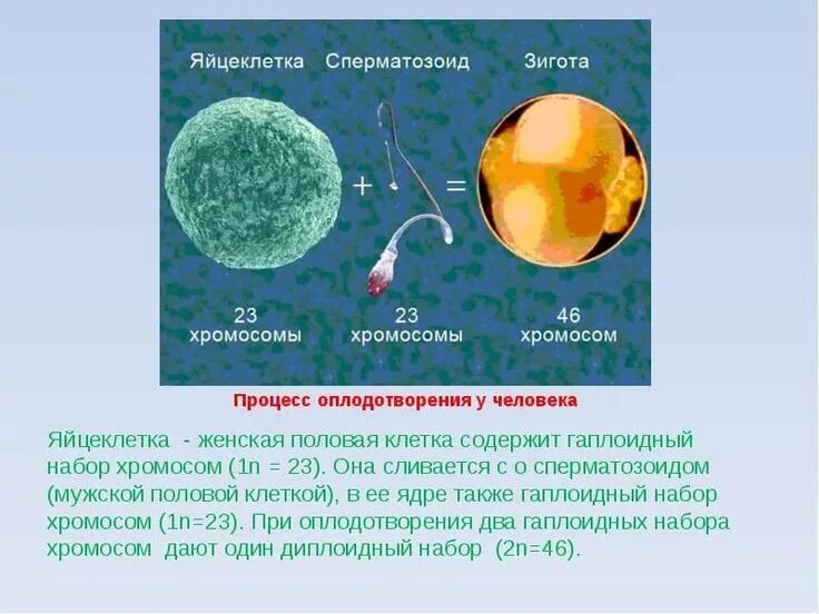 Сколько хромосом в яичниках. В сперматозоидах человека количество хромосом. Набор хромомосом в яцеклетке. Набор хромосом в яйцеклетке человека. Хромосомы в яйцеклетке и сперматозоиде.