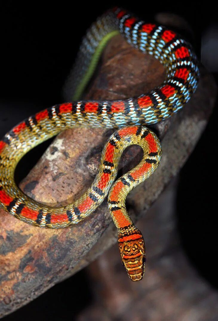 Показать про змей. Chrysopelea Ornata. Chrysopelea taprobanica. Змеи Фукуока. Chrysopelea Paradisi змея.