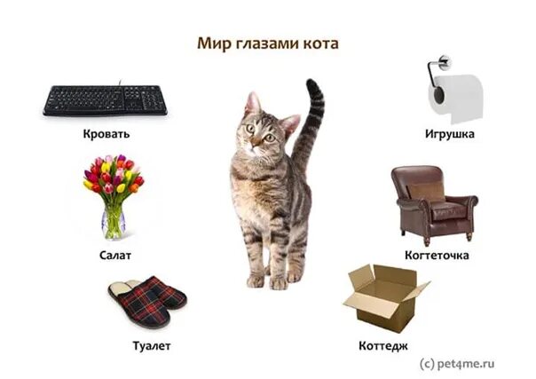 Самые популярные котики. Как называют кота в разных странах. Снежана суворова электросталь. Разнообразие пород кошек. Самые популярные домашние животные статистика.