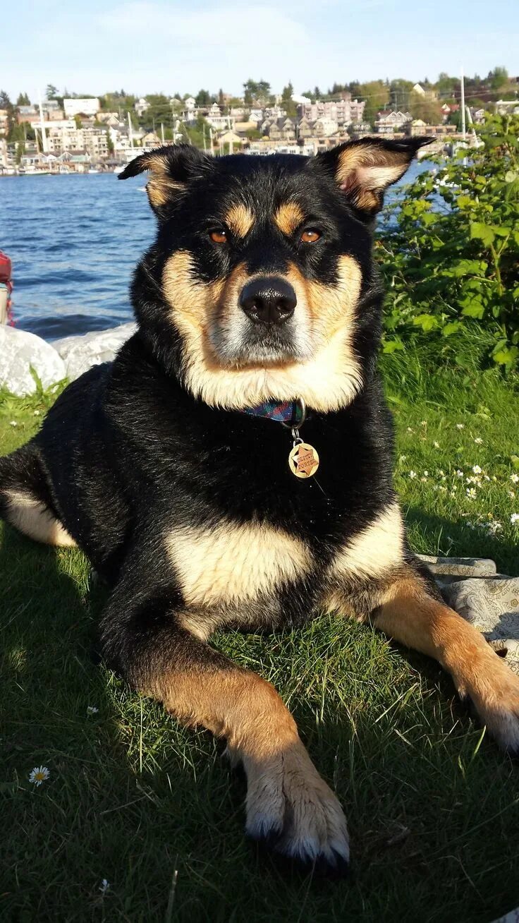 Rottsky (rottweiler + Husky) Rottweiler husky mix, Mixed breed dogs, Dog breeds