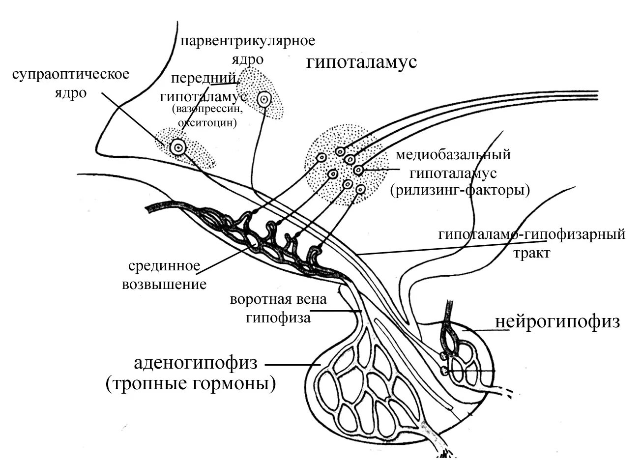 Гипофиз кровеносная система. Схема структуры гипоталамо гипофизарной. Схема связей гипоталамуса и гипофиза. Схему связей в гипоталамо-гипофизарной системе. Схема строения гипоталамо гипофизарной нейросекреторной системы.