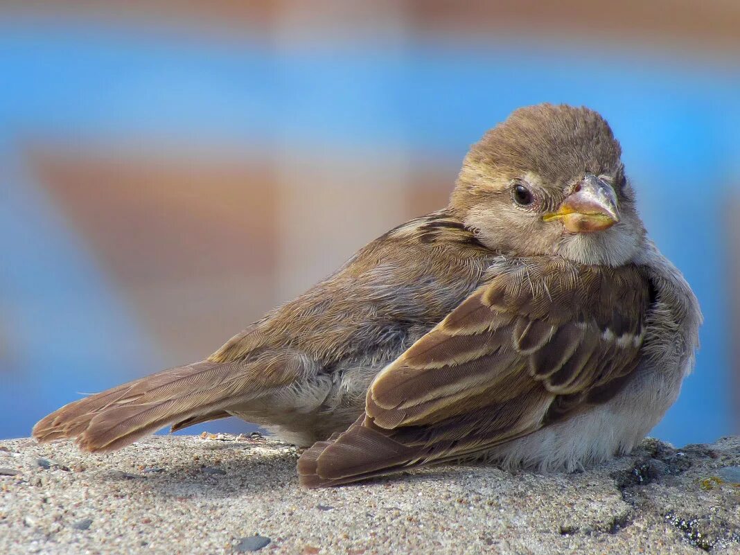 птенец воробья слеток. птенец воробья самка. птенцы дроздов желторотики. птенец слеток жаворонка. домовый воробей птенец слеток.