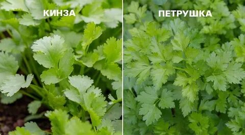 Сочетание петрушки