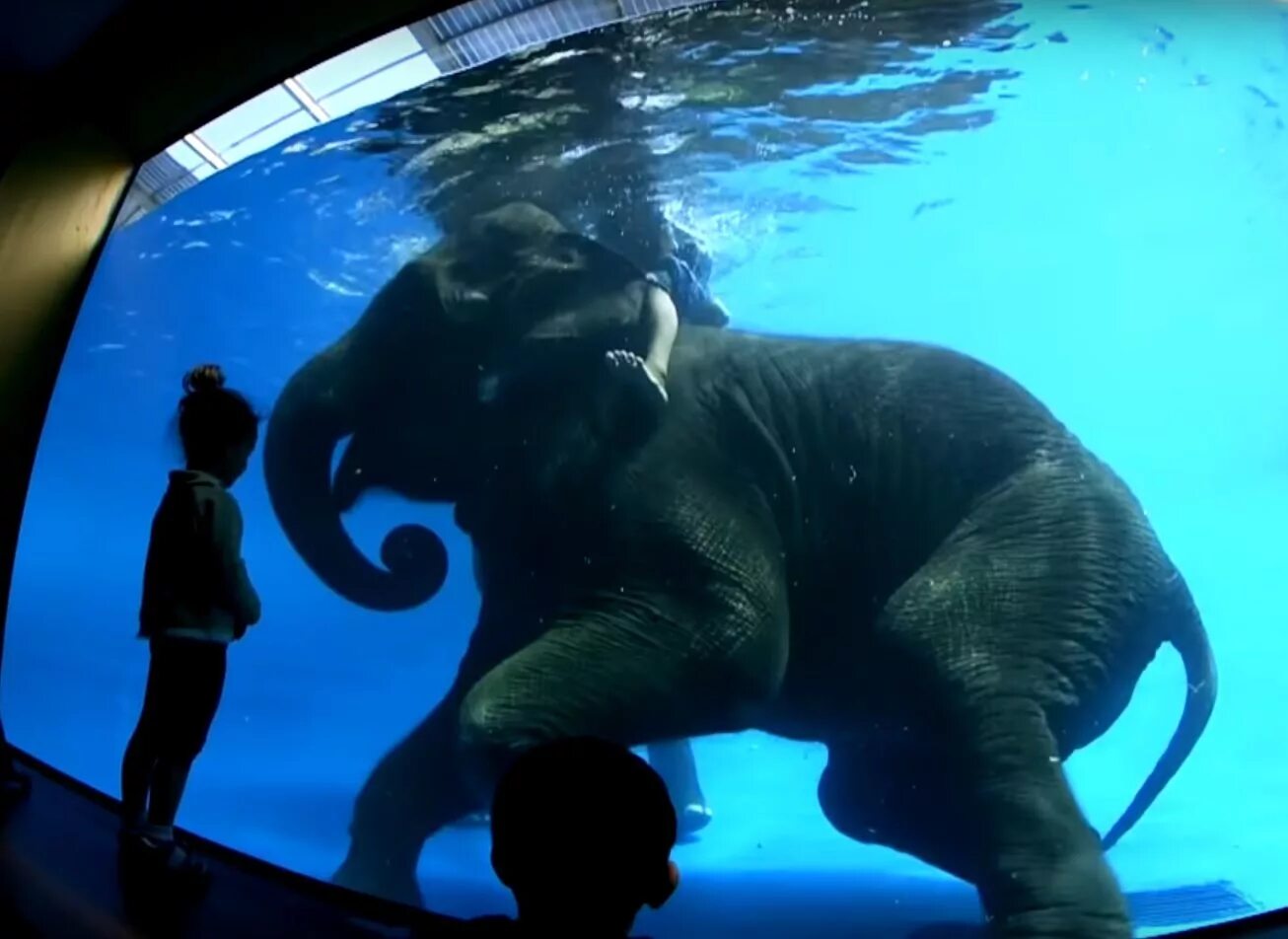 Подводный слон. Подводные слоны. Подводный Слоненок. Картинки подводного слона.