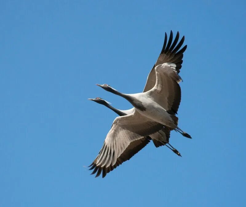 Без слов журавль. Кыталык стерх. стерх -журавль якутии. журавль в небе. полет журавлей.