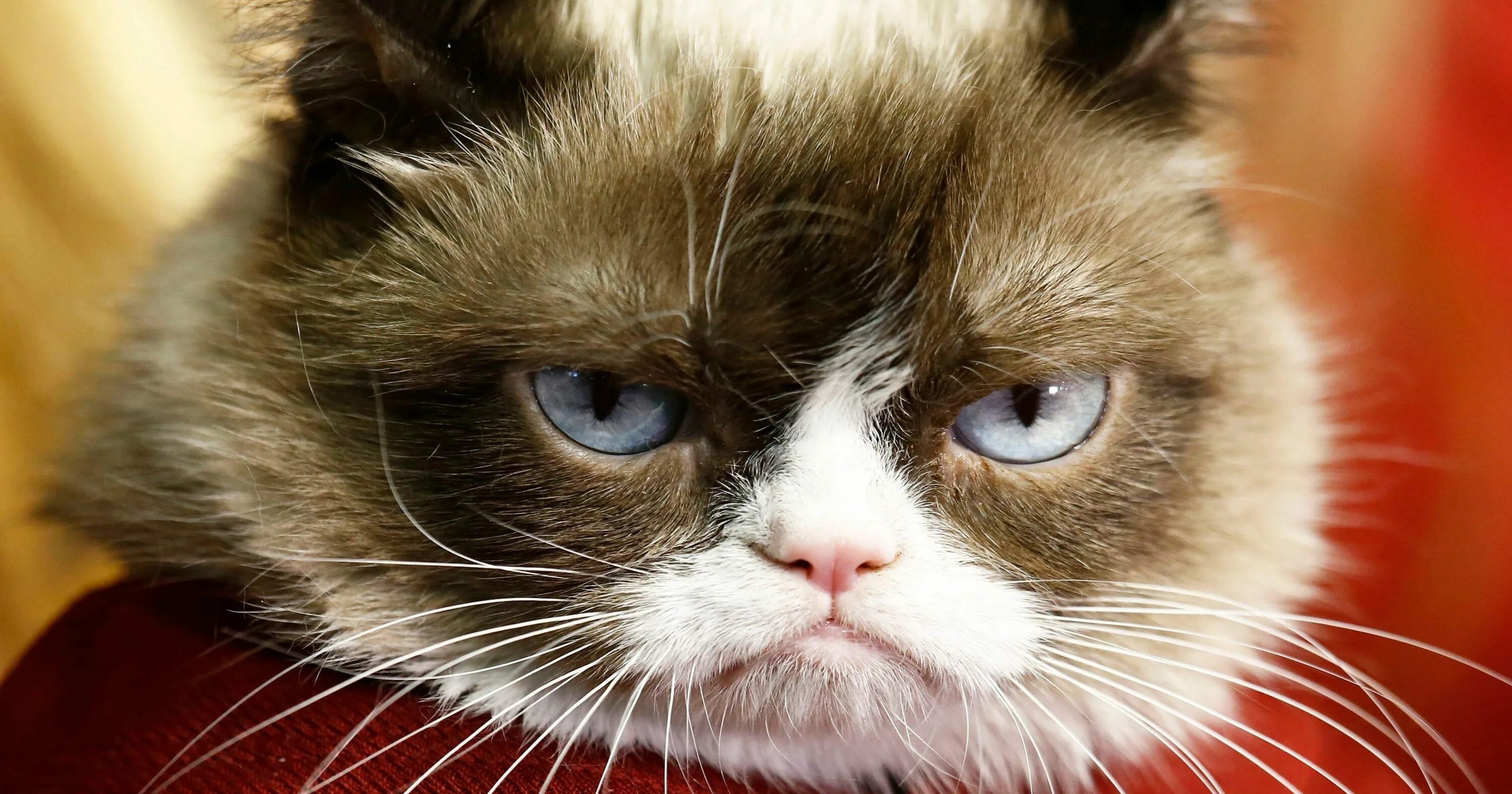 Порода кошки Грампи Кэт. Печальный кот. Грустный котик. Печальный кот Мем. Плачут ли коты