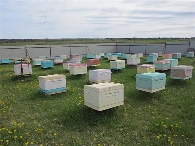 Пасека ульи. Посёлок измайловская пасека. Дочь пчеловода. Царская пасека в измайловском парке. Деревенская пчела.