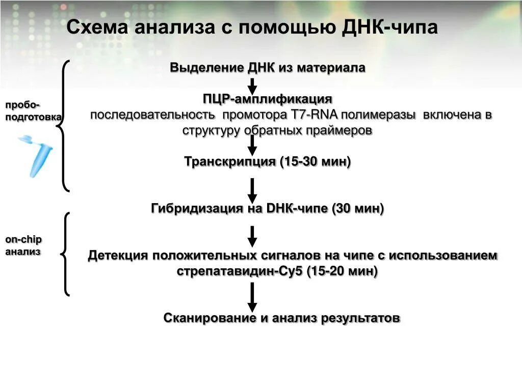 Этапы генетического анализа схема. Метод исследования ДНК-микрочип.. Схема анализа с помощью ДНК чипа. Методы ДНК чипов. Установите последовательность этапов полового