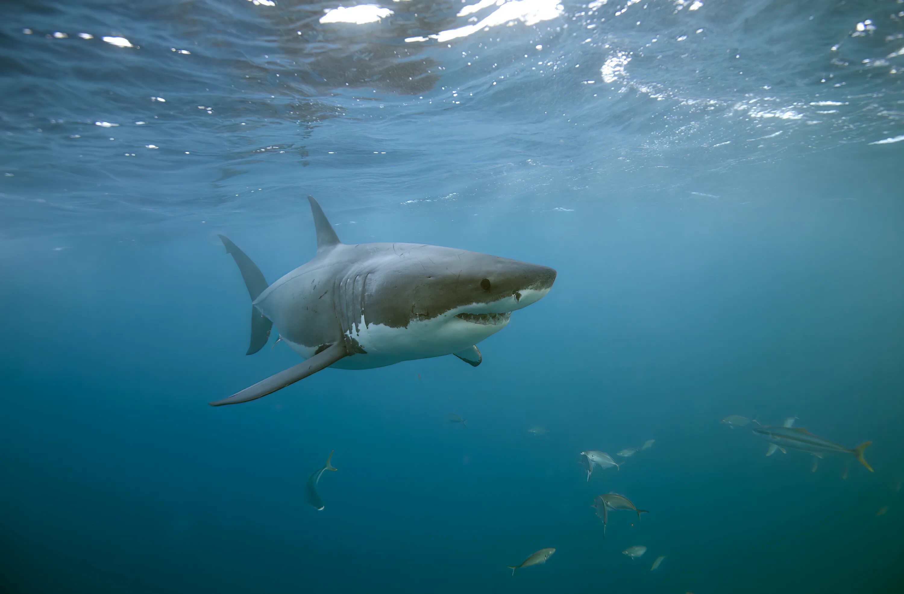 Ocean shark. Акула. Акула в океане. Морские рыбы акула. Акулы в Средиземном море.