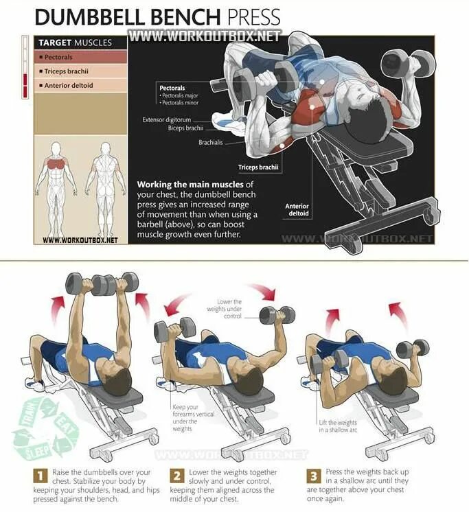 Наклонный жим лежа. Dumbbell Bench Press. Dumbbell Chest Press. Жим лежа группы мышц. Press перевести